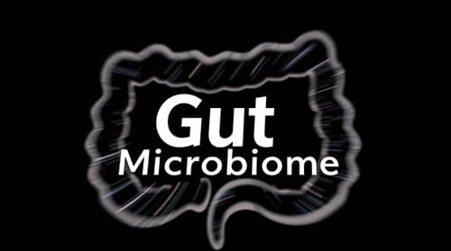 Hidden Links: How Gut Microbiome Triggers Chronic Inflammation in Disease 3 Gut Microbiome