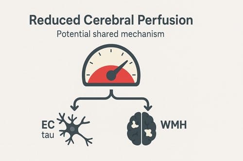 Tau Accumulation And White Matter Changes Linked To Hypertension 2 Tau Accumulation