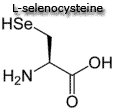 selenocysteine