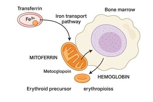 Iron Study Interpretation